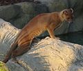 Cryptoprocta ferox02.JPG