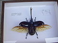 DYNASTES.NEPTUNUS2.JPG