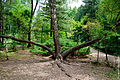 Dendropark stepanavan 2.jpg