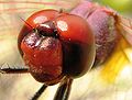 Dragonfly head.jpg