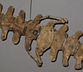Durodon pelvis.jpg