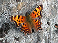 Eastern comma.jpg