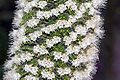 Echium simplex fg01.JPG