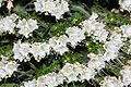 Echium simplex fg02.JPG
