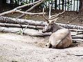 Elaphurus davidianus.jpg