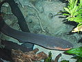Electric-eel2.jpg