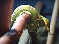 Emerald Tree Boa 02.jpg