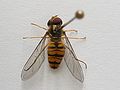 Episyrphus balteatus oberseite.jpeg