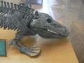 Eryops megacephalus head side.JPG