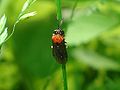 Eutomostethus ephippium 01.JPG