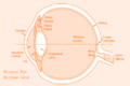 Eyesection.gif