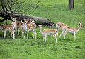 Fallow deer arp.jpg
