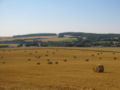 Feld mit Heuballen.JPG