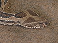 File-Daboia russelii head A Chawla02.jpg