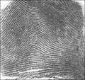 Fingerprint Arch.jpg