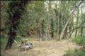 Floresta2.jpg