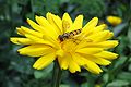 Flower-flyOnFlower2.jpg