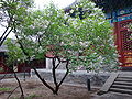 Flower in fayuan temple.JPG