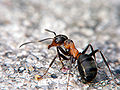 Formica rufa a1.jpg