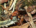 ForrmicaRufaWithCaterpillar.JPG