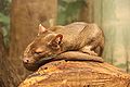 Fossa 085.jpg