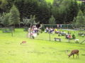 Fusch adGGStr WildparkFerleiten.JPG