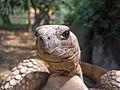 Geochelone denticulata.JPG