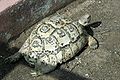 Geochelone pardalis.jpg