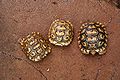 Geochelone pardalis01.jpg