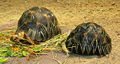 Geochelone radiata.JPG
