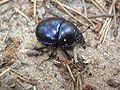 Geotrupes stercorarius 01.JPG