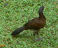 Ghchachalaca190.JPG