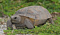 Gopherus polyphemus Tomfriedel.jpg