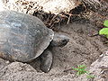Gopherus polyphemus kwh.jpg