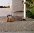 Groundhog.jpg
