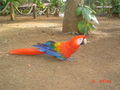 Guacamayo.JPG