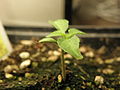 HabaneroSeedling.JPG