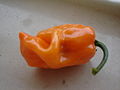 Habanero orange.JPG