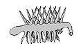 Hallucigenia.jpg
