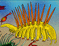 Hallucigenia sparsa.JPG