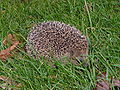 Hedgehog.JPG