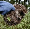 Hedgehog.jpg