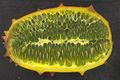 Horned melon-slice.jpg