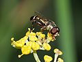 Hoverfly September 2007-2.jpg