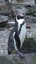 Humboldtpenguin01.JPG