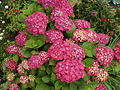 Hydrangea macrophylla 01.jpg