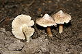 Inocybe maculata 20080913wb.JPG