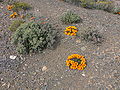 Karoo P1030660.JPG
