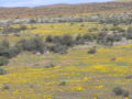 Karoo P1030683.JPG