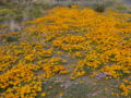 Karoo P1030698.JPG